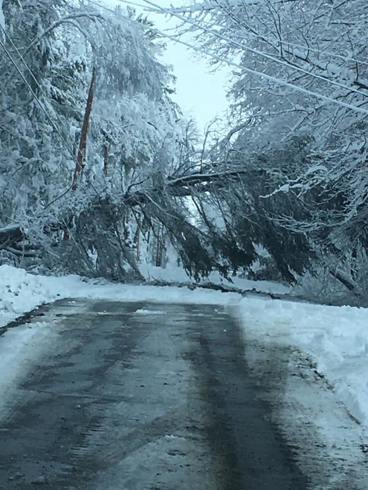 Click to enlarge Heavy snow downed trees throughout central