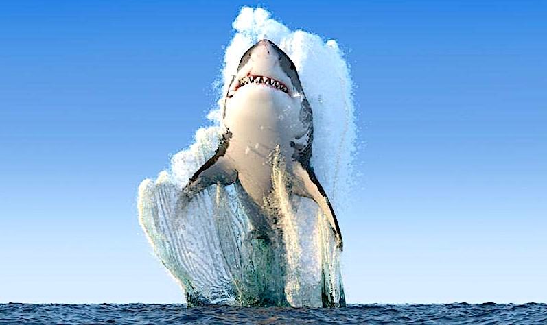 Click to enlarge sharkjump