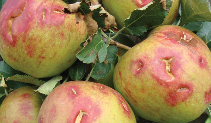 fruit dam