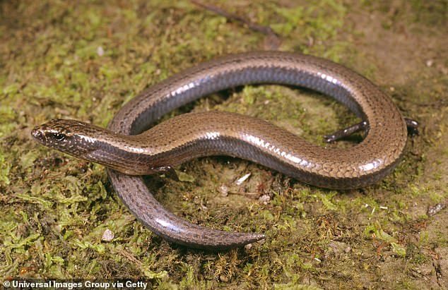 Click to enlarge Saiphos equalis