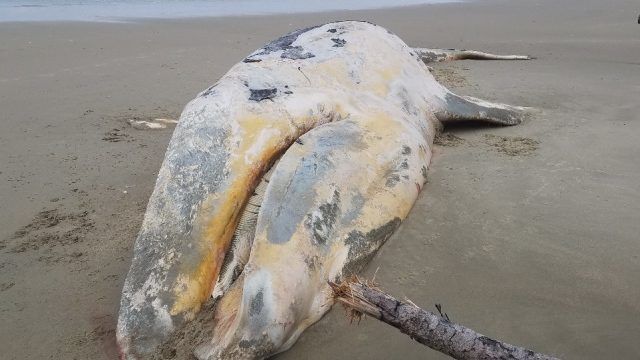 dead whale