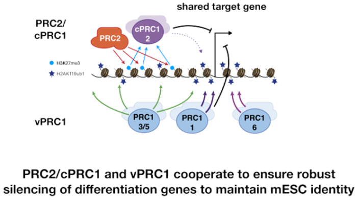 Click to enlarge PRC2 and cPRC1
