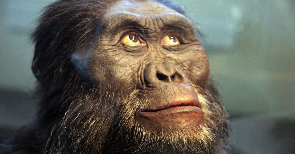 Click to enlarge Australopithecus afarensis evolution Darwin