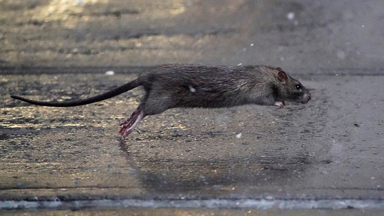 rats