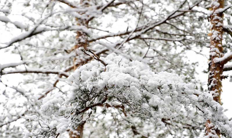 Click to enlarge SNOW