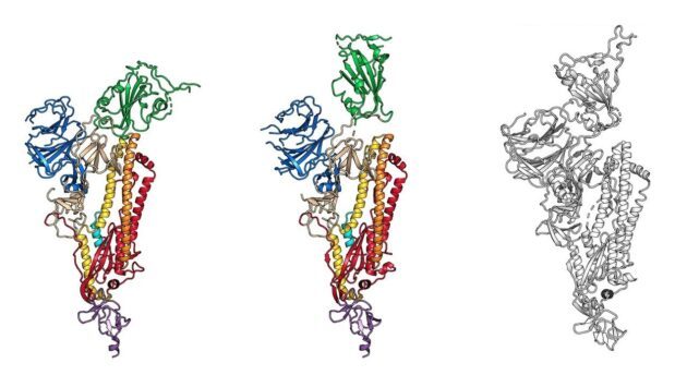 Click to enlarge schematic diagram coronavirus