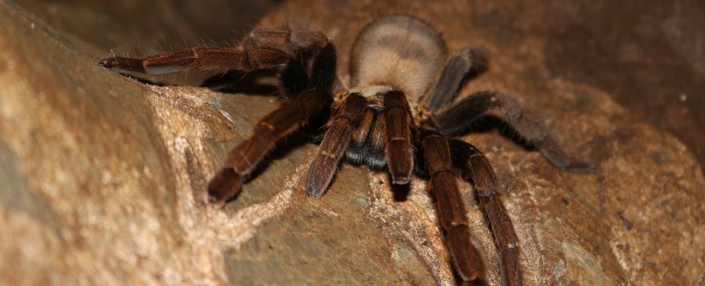 Click to enlarge tarantula
