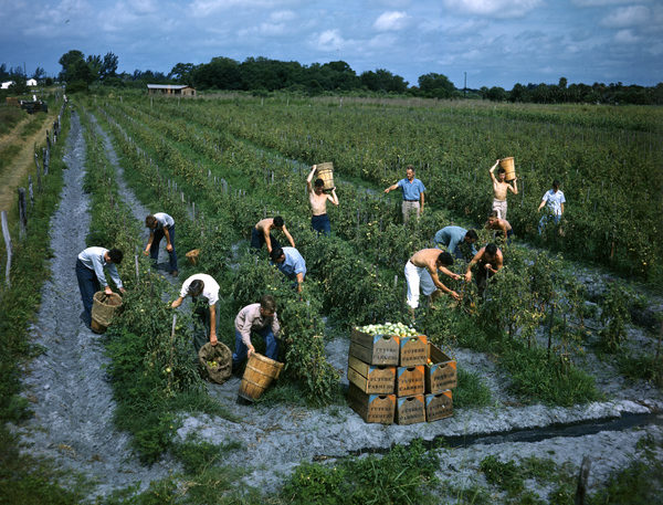 Click to enlarge farmers Florida 1947