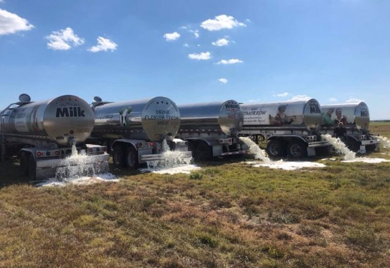 trucks dump milk