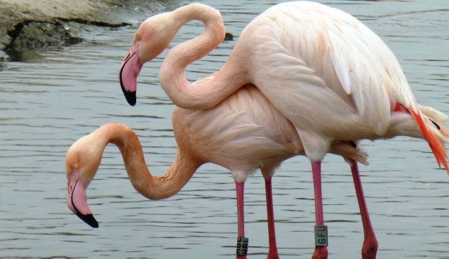 Click to enlarge flamingos