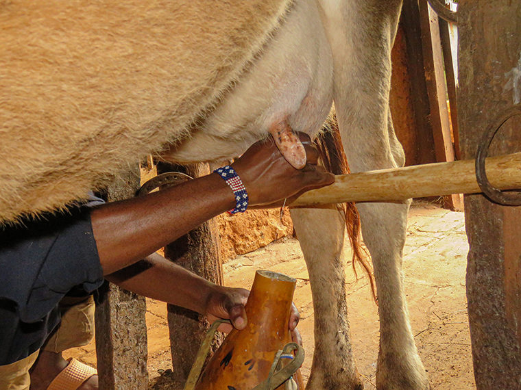 Click to enlarge Fresh Cow's Milk