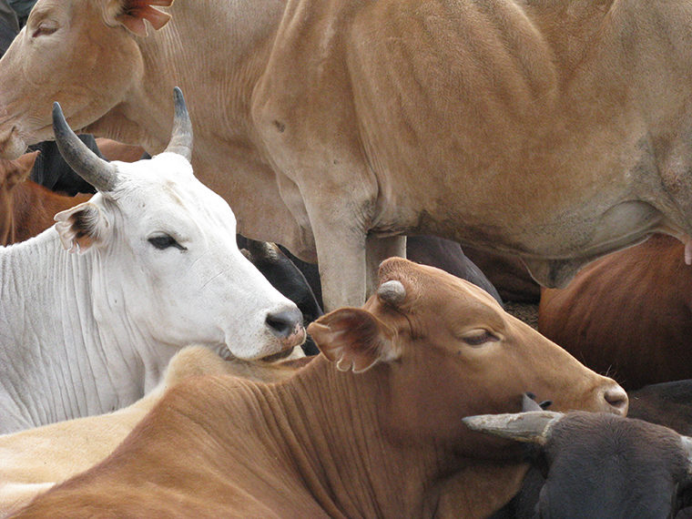 Herd of Cows
