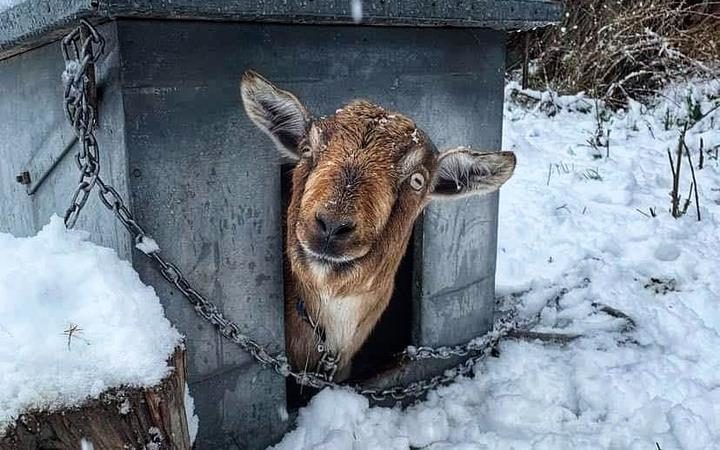 Click to enlarge A goat in the snow in Kingston.