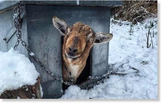 A goat in the snow in Kingston.