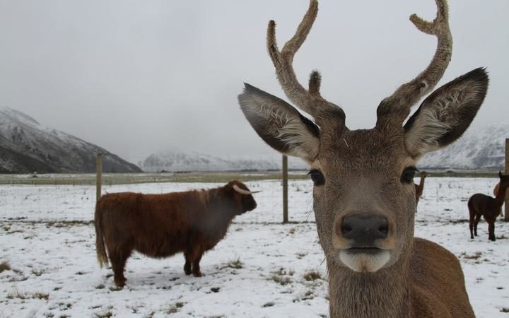 Click to enlarge Deer and a highland cow in snow at Real Country farm experience.