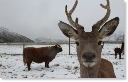 Click to enlarge Deer and a highland cow in snow at Real Country farm experience.