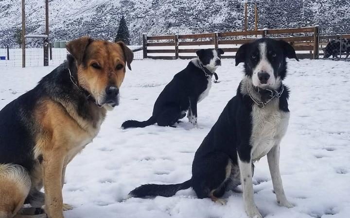 Click to enlarge Dogs in the snow in Kingston.
