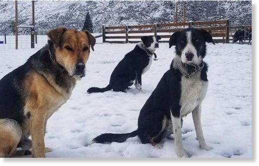 Dogs in the snow in Kingston.