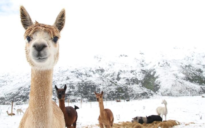 Click to enlarge Alpacas in the snow in Kingston.