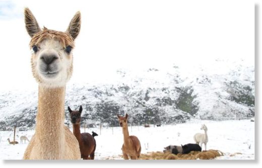 Alpacas in the snow in Kingston.