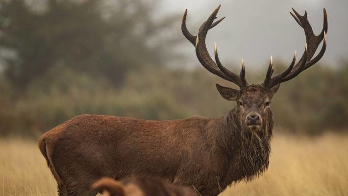 Click to enlarge stag