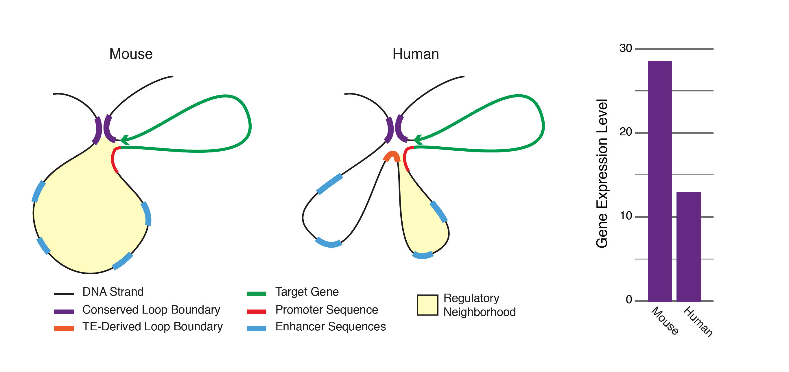 Click to enlarge transposons