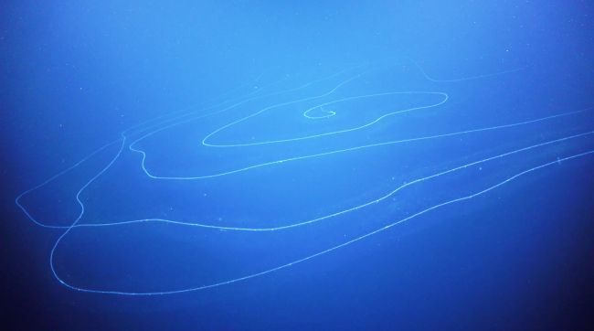siphonophore australia