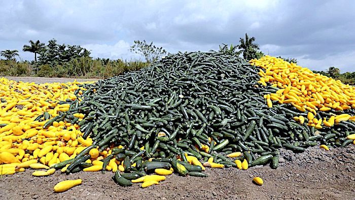 Click to enlarge Squashpile