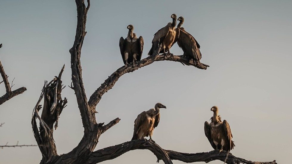 Click to enlarge vulture