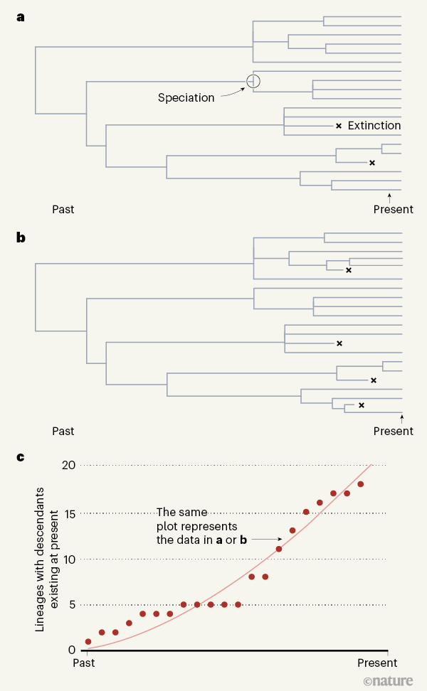 Click to enlarge evolutionary trees speciation