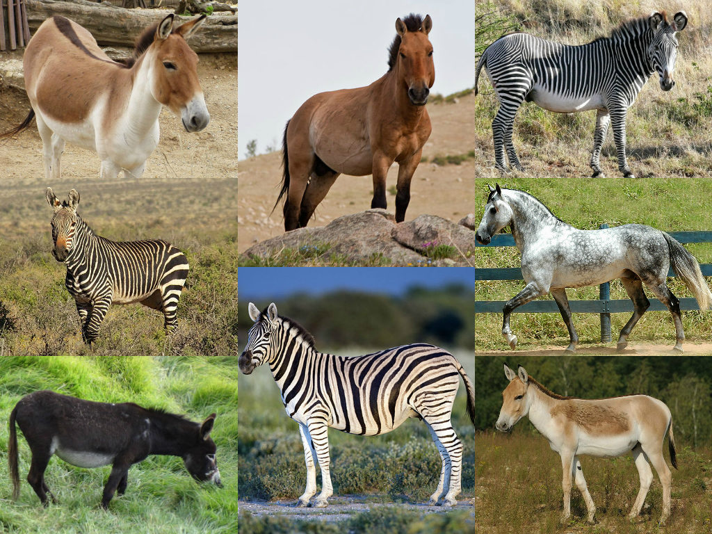 speciation equus horses donkeys zebras