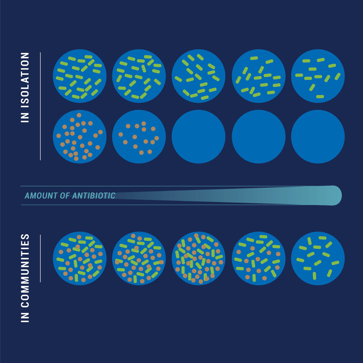 Click to enlarge Antibiotics and Microbiome