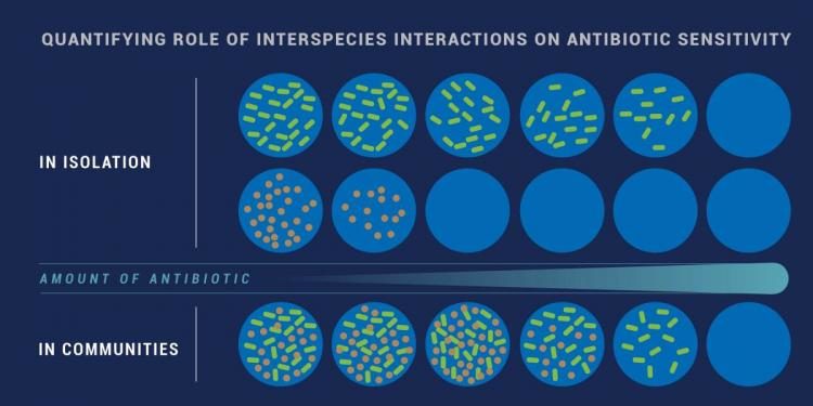 Click to enlarge Efficacy of Antibiotics