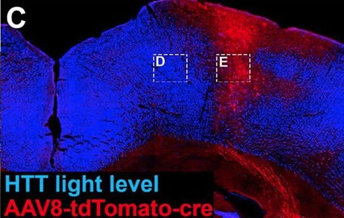 Click to enlarge HTT light level