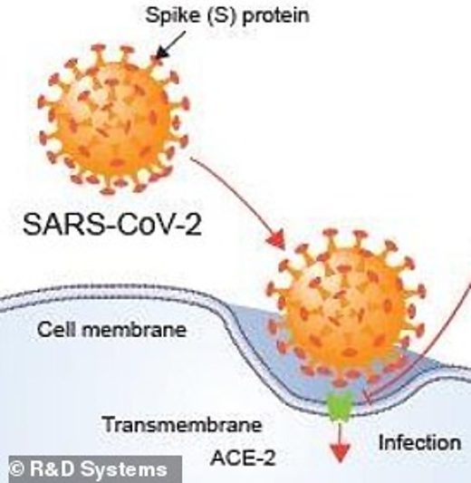 ace-2 receptor coronavirus