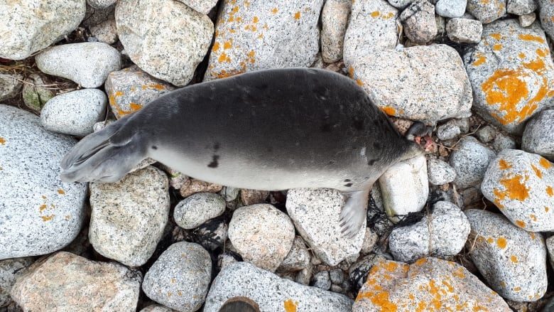Several hundred seal carcasses have been found in Cape Breton and Sambro, N.S.