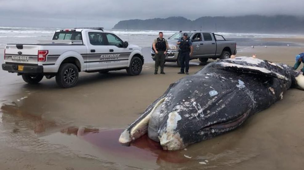 Click to enlarge A gray whale washed ashore on the beach of the Sandlake Recreation Area north of Pacific City on April 18, 2020.