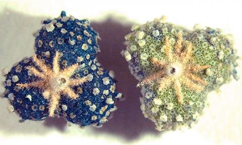Chrozophora tinctoria