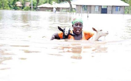Click to enlarge A woman carries her goats to safety after flood waters marooned homes in Kobura in Nyando, Kisumu County, on April 21, 2020.