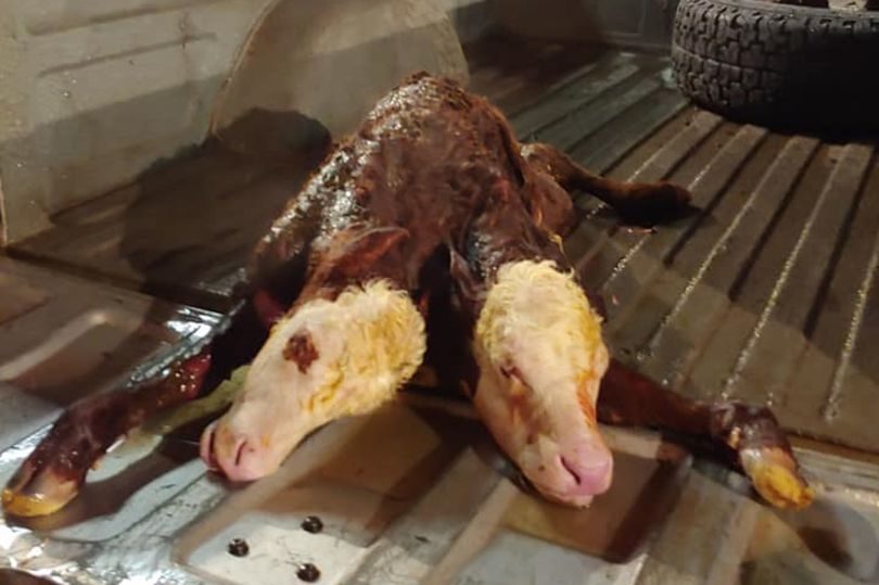 Click to enlarge Farmers have been left shocked by the birth of a twin-headed calf in the US