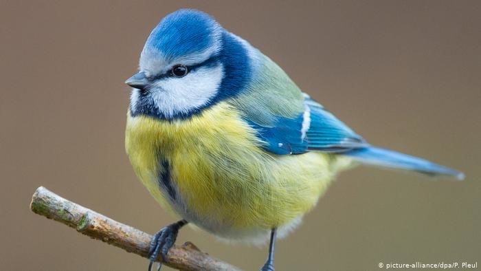 There has been an unexplained spike in deaths in Germany's blue tit bird population
