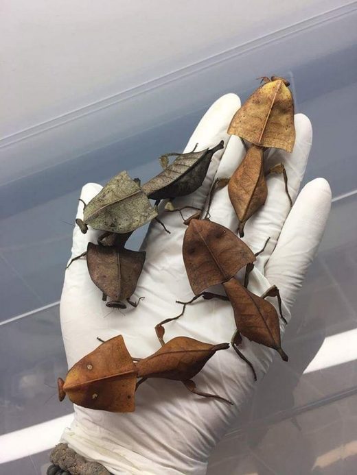 Click to enlarge Deroplatys truncata