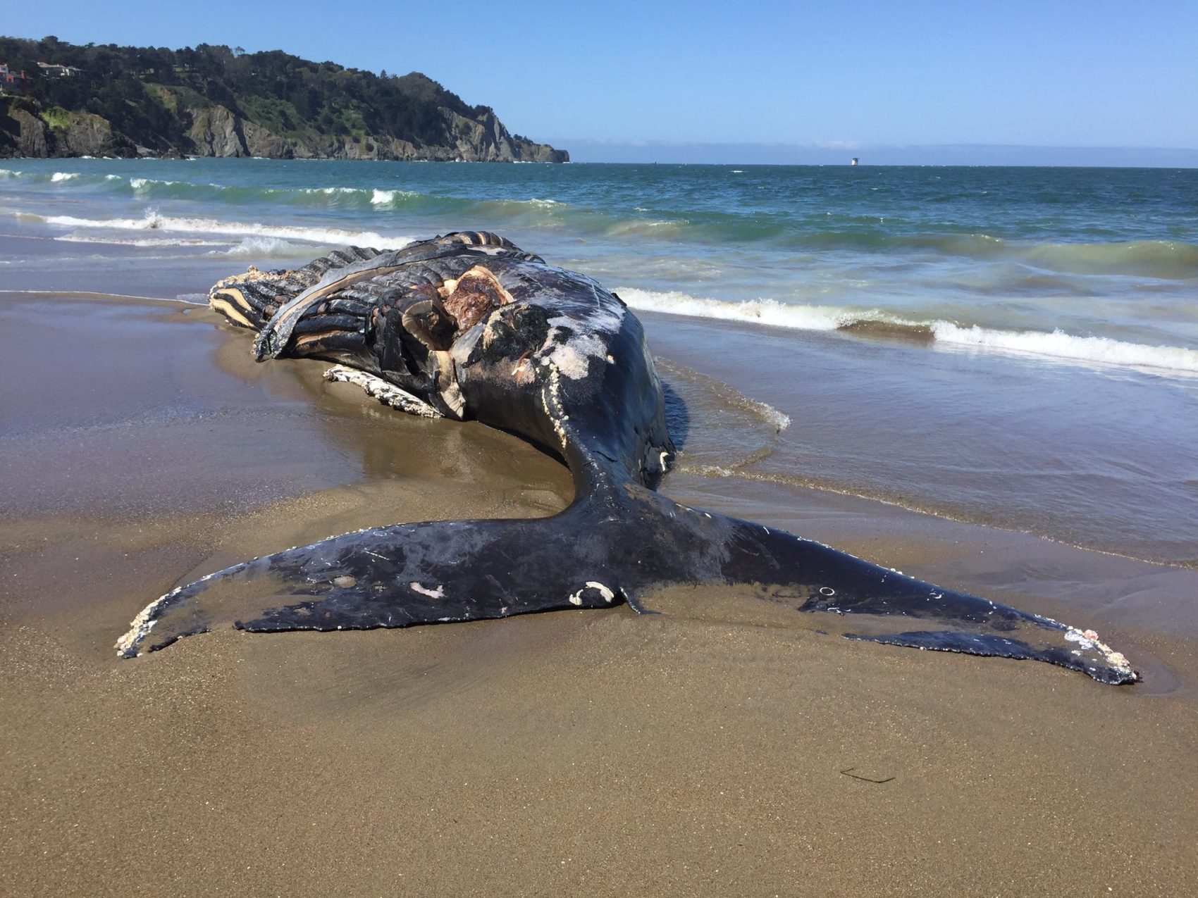 A dead humpback whale washed up at San Francisco’s Baker Beach on Tuesday.