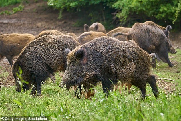 Four-year-old V. Harshavardhan was killed by a herd of wild pigs as he played near his home in Hyderbad, India (stock image)