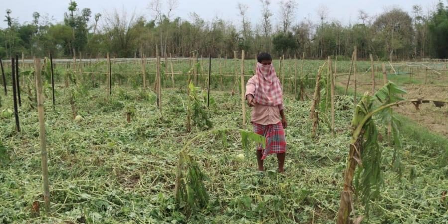 Farms destroyed due to hailstorm.
