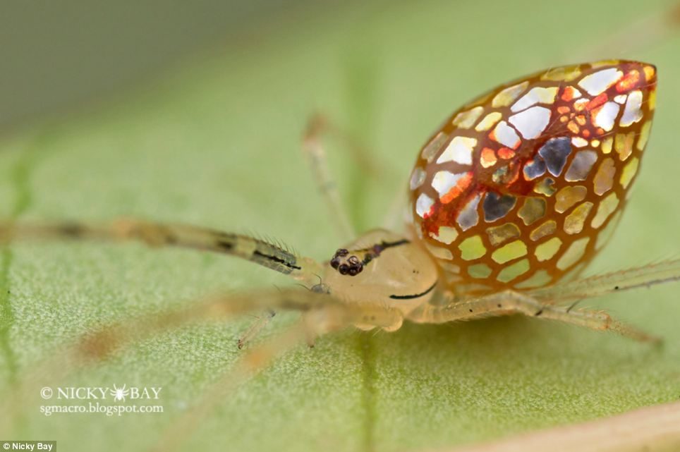 mirror spider sequin australia