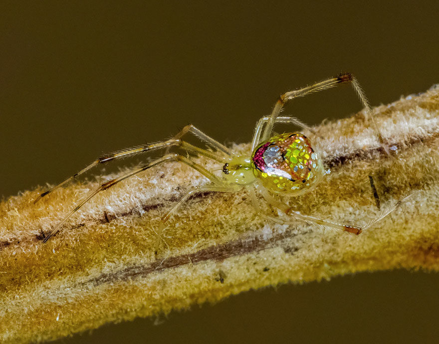 Click to enlarge mirror spider sequined australia