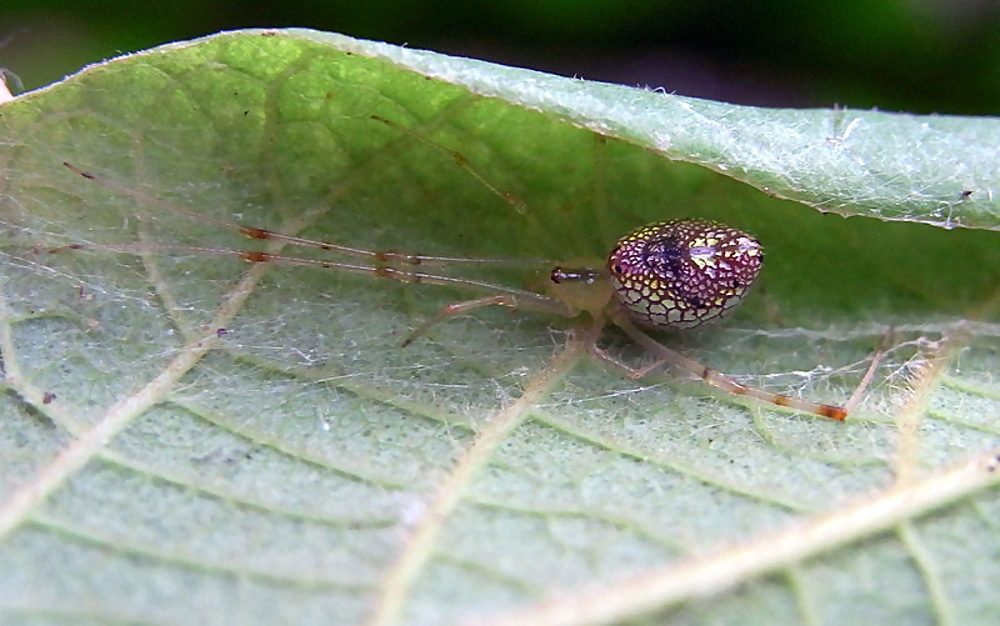 Click to enlarge mirror spider sequin australia