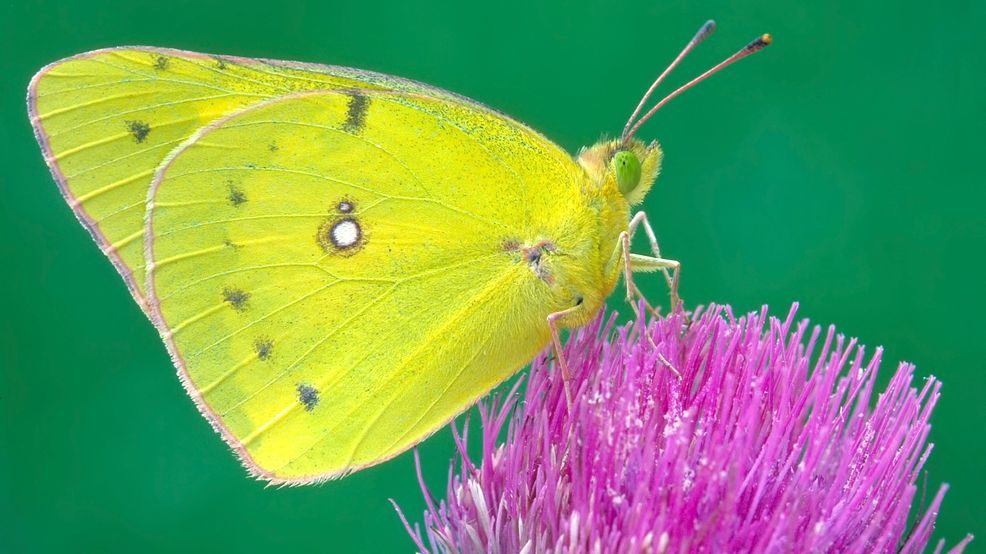 This undated photo provided by Michael Thomas in April 2020 shows a clouded sulphur butterfly in Cromwell, Conn.