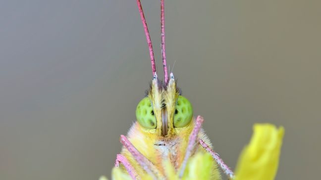 Click to enlarge This September 2019 photo provided by Michael Thomas shows a clouded sulphur butterfly in Deering, N.H.